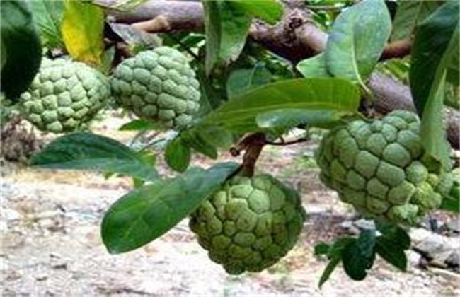 释迦果 种植 生长环境
