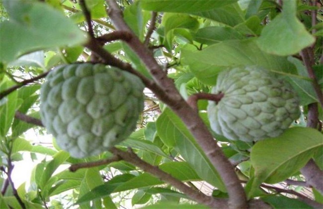 释迦果 种植 生长环境