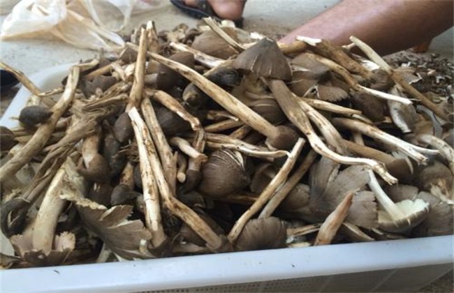鸡枞菌价格多少钱一斤