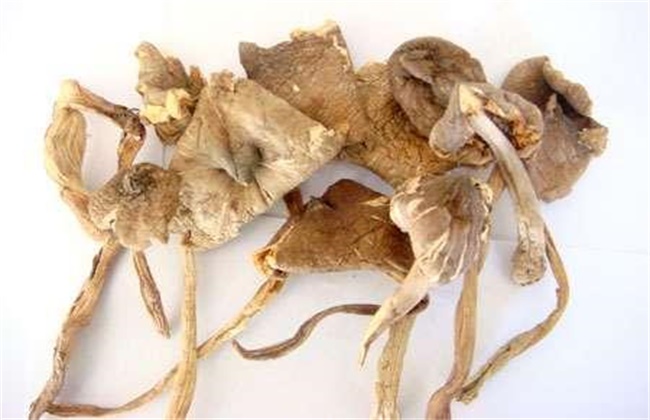 鸡枞菌价格多少钱一斤