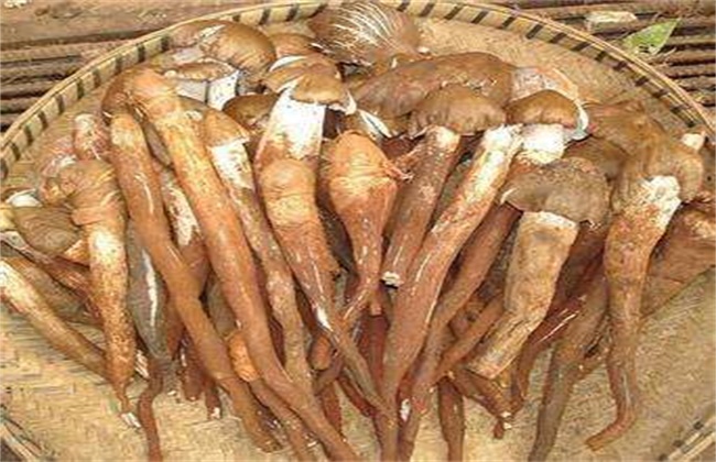 鸡枞菌价格多少钱一斤