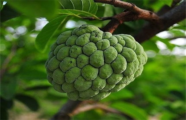 释迦果 高产 管理要点