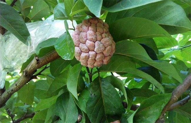释迦果 高产 管理要点