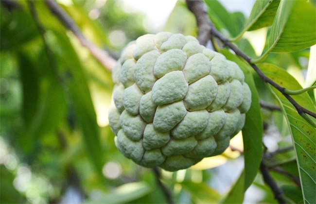 释迦果 高产 管理要点