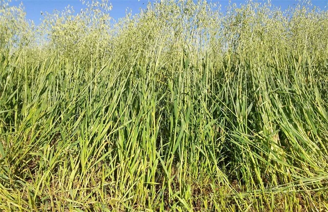 燕麦 种植 生长环境