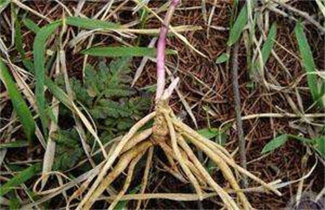 龙胆草价格多少钱一斤
