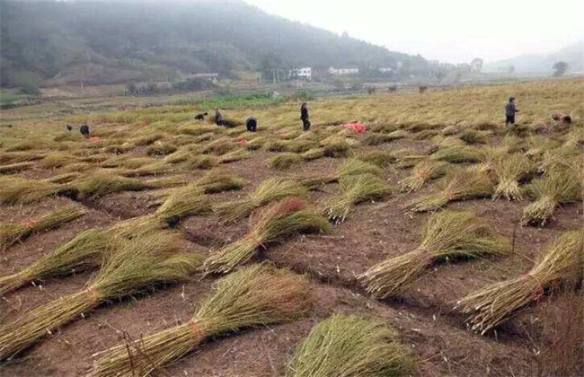 地肤子 种植 技术
