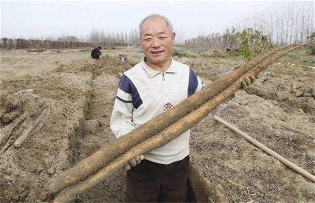 牛蒡和山药有什么区别