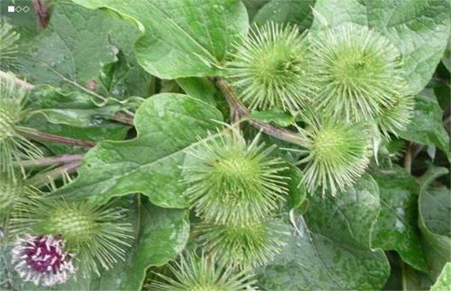 牛蒡的种植方法