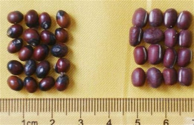 赤小豆和红豆区别