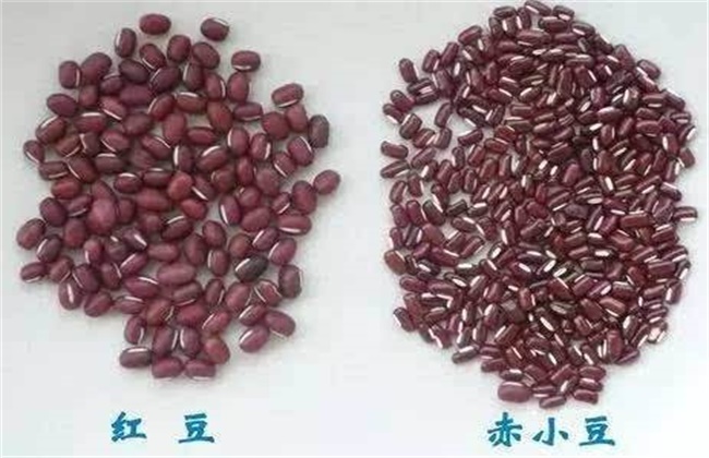 赤小豆和红豆区别
