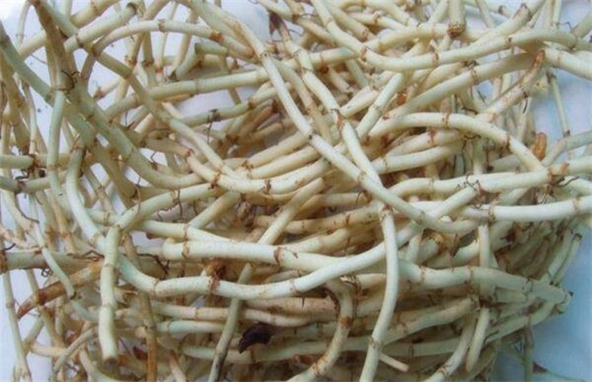 鱼腥草多少钱一斤