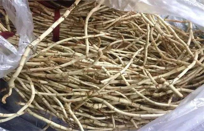 鱼腥草多少钱一斤