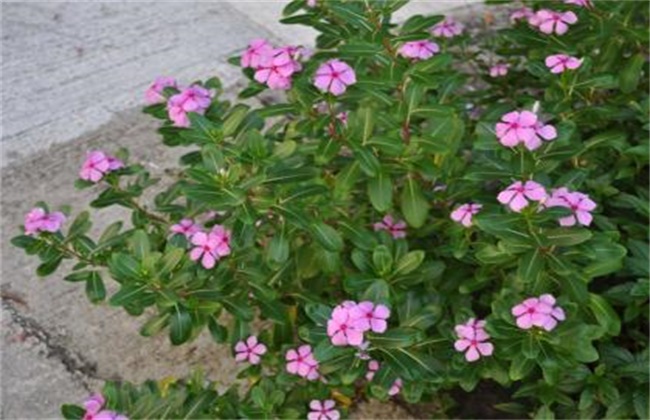 长春花养殖方法