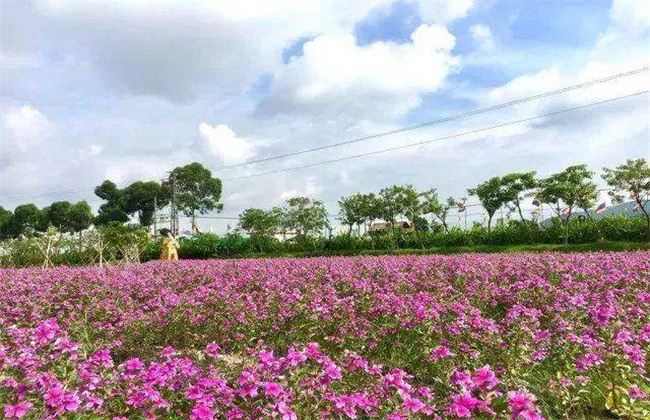 长春花的施肥方法