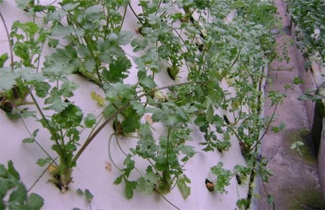 香菜 无土栽培 技术