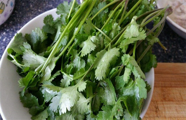 香菜 无土栽培 技术