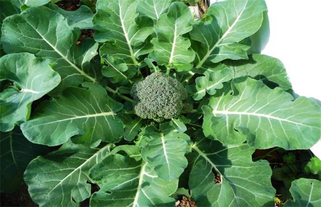 西兰花 栽培 技术要点