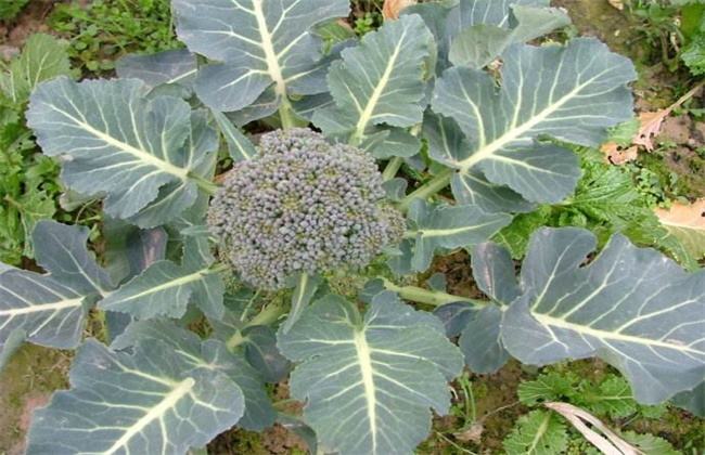 西兰花 栽培 技术要点