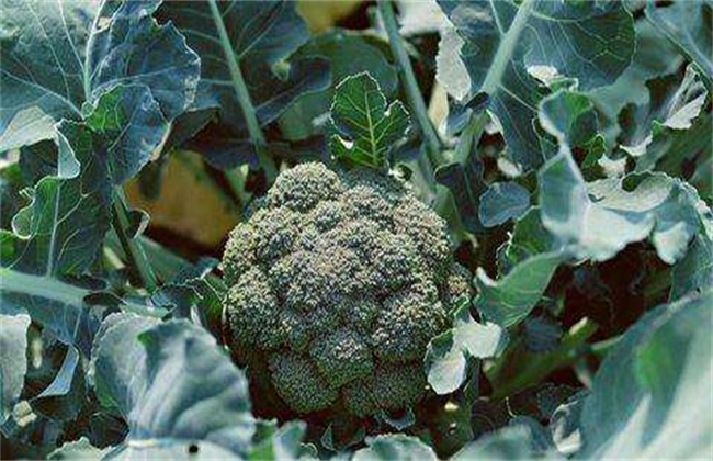 西兰花 栽培 技术要点
