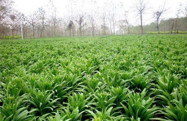 贡菜 种植 技术