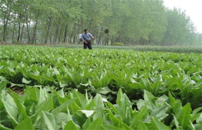 贡菜 种植 技术