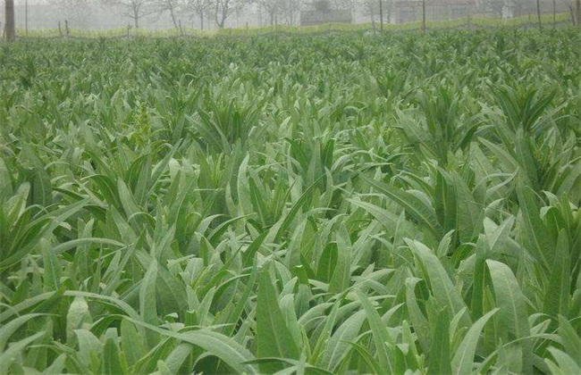 贡菜 种植 技术