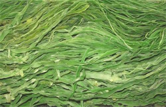 贡菜 种植 技术