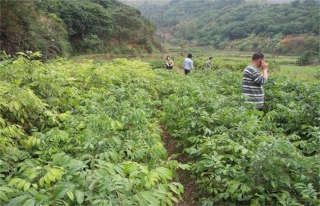 龙眼的种植条件