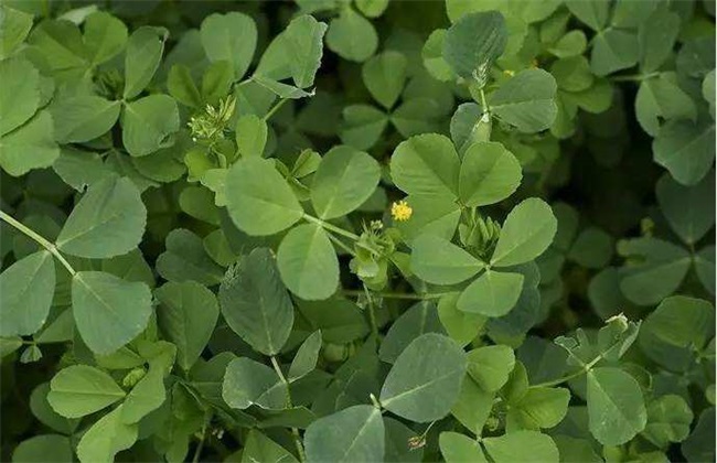 金花菜 种植 方法