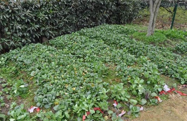 金花菜 种植 方法