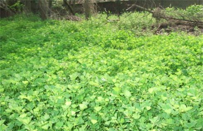 金花菜 种植 方法