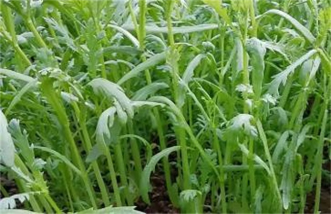 皇帝菜的种植方法