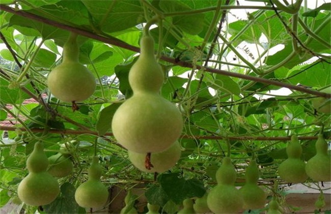 葫芦 种植 方法
