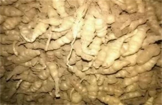 螺丝菜的种植方法