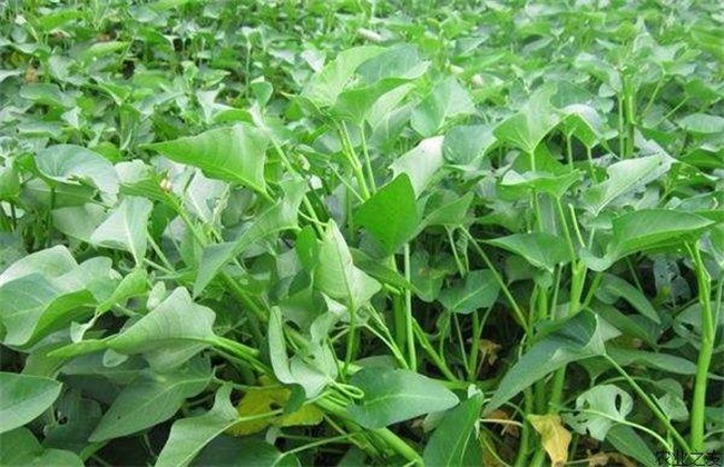 空心菜 田间管理 技术