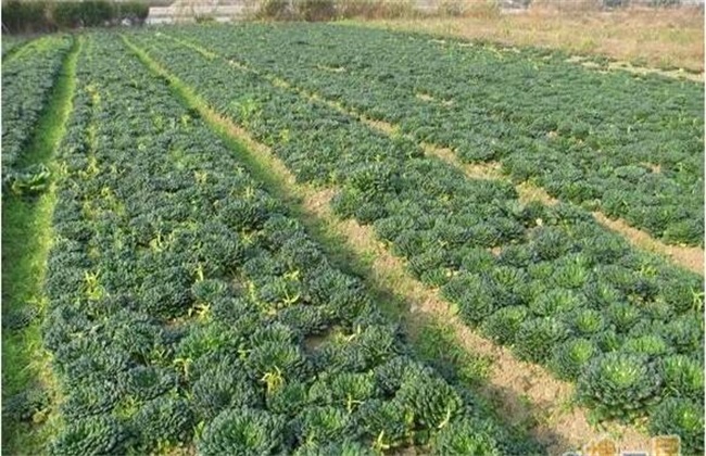 塌菜 栽培 技术