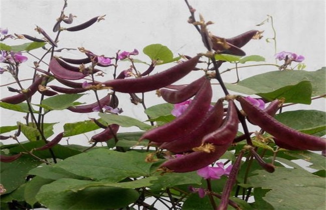 眉豆 种植 方法