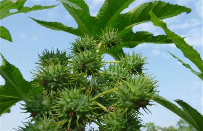 蓖麻 田间管理 技术