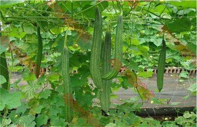 八棱瓜的种植方法
