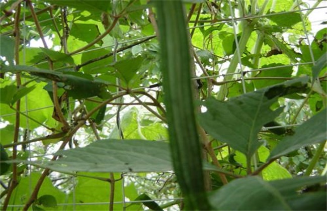 八棱瓜的种植方法