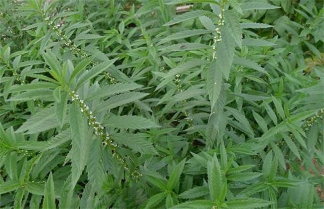 地笋 种植 技术