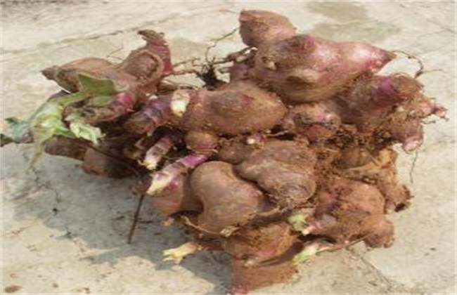 地参果 种植 方法