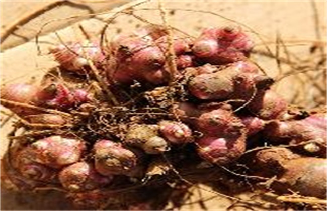 地参果 种植 方法