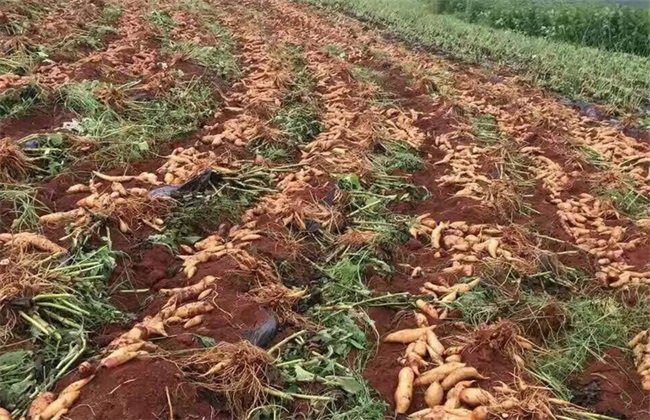 地参果 种植 方法