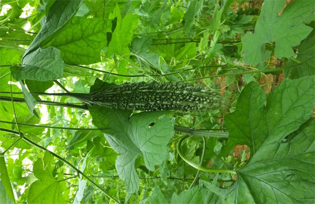 移栽定植