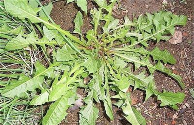 荠菜病虫害的防治方法