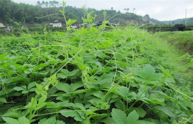 绞股蓝 繁殖 方法