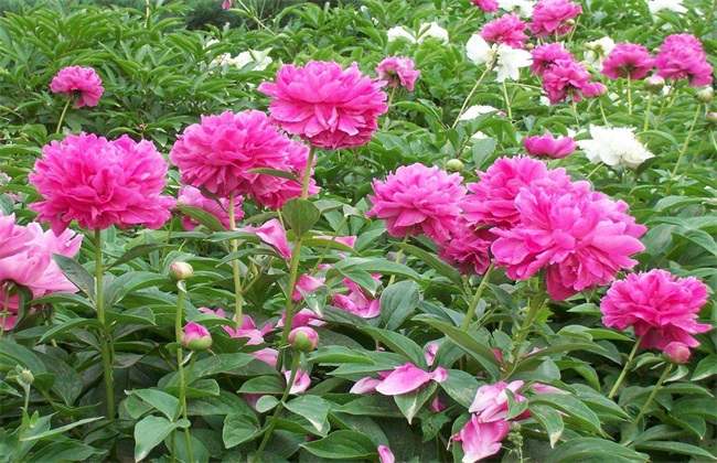 芍药 种植 技巧