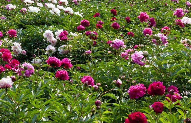 芍药 种植 技巧